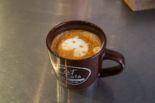 catsbeaversandducks: America’s First Cat Café Opens: Drink Coffee Alongside Adorable Cats Yesterday