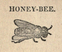 nemfrog:Honey bee. The history of insects.