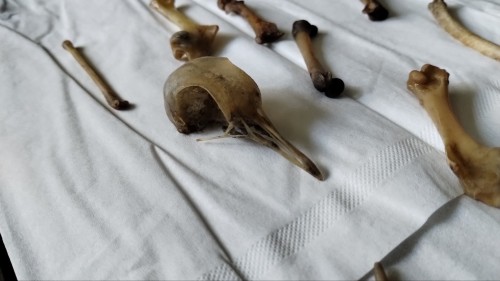 There's Some Dirt Left Inside The Bones, So I'll Have To Figure Out How To Get That Out, But Aside From