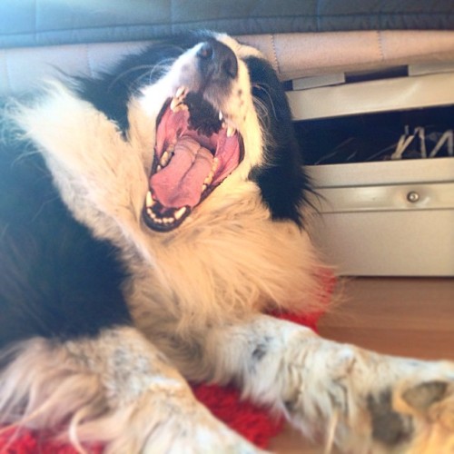 Somebody got sleepy under my bed ❤️ #doggie #aussie #australianshepherd #sleepo #funn