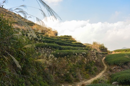 photoset: Master Zhang’s Tieguanyin Tea Fields, November 24th 2014Daping, Anxi, Fujian, China 