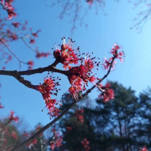 #tree #buds #red #flower #spring #spring2017 #blooms #nature (at Minute Man National Historical Park