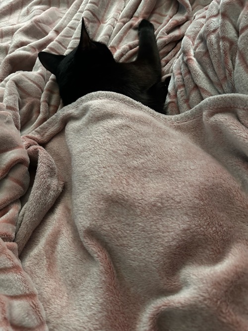Egypt Take Nappy Nap