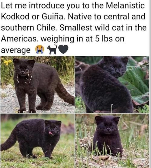 witchesversuspatriarchy: Just a reminder that black cats are a many-splendored thing…