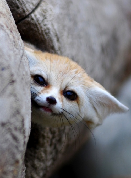 princessbaby-girl:  wuyinfection:  This is a fennec Fox, a small noctural fox with big ears that helps to dissipate heat.  Aawwww I want a little fox