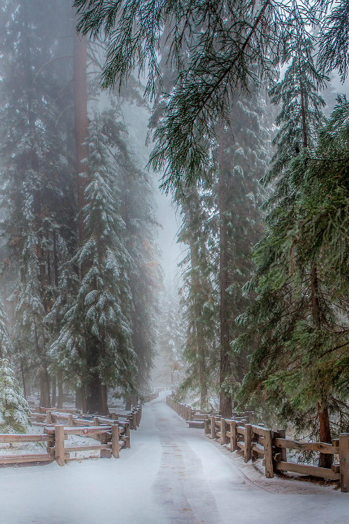 mystic-revelations:  Sequoia Trees California By Ramelli Serge 