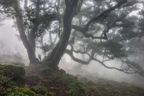 90377:The Cloud Forest of Fanal by Ricardo PestanaFacebook | 500px | Instagram