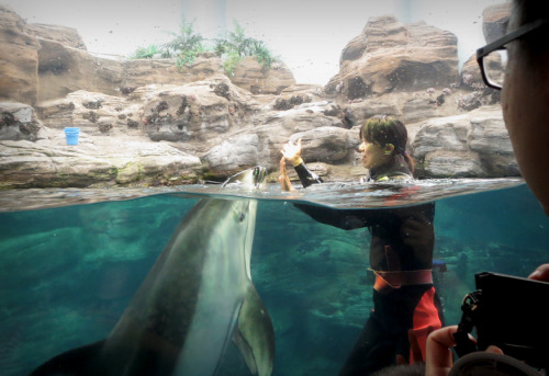 Gisteren naar Kaiyukan geweest, het grootste aquarium ter wereld. Een aantal foto’s van wat we
