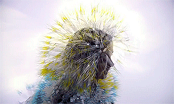 Vulnicura era.