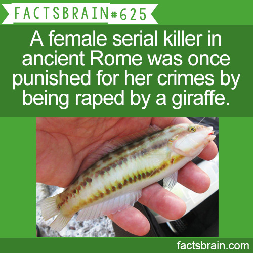 factsbrain:  There’s a species of fish called “Slippery Dick.” - weird, interesting &amp; funny facts