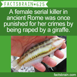 factsbrain:  There’s a species of fish called “Slippery Dick.” - weird, interesting &amp; funny facts