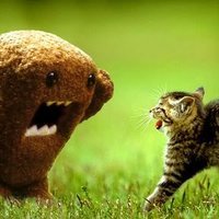 Domo terrifies young cat
#boycottdomo