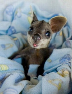 exzchtly:  “Baby Kangaroo” 