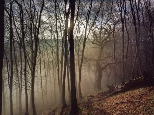 kenmarten: Welsh Woods