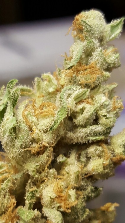 highlifeincoloradooo: LSD and Super Silver Haze