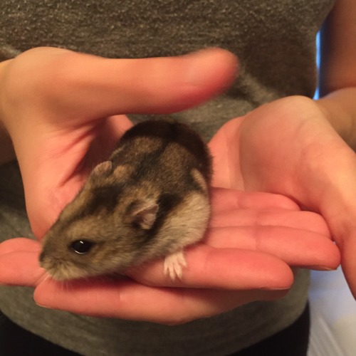 Kodie&rsquo;s cousin Ron, the winter white dwarf hamster. She likes strawberries, green beans, a