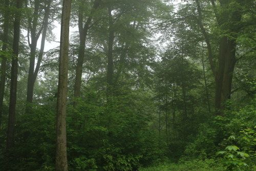 A foggy day at the local forest by 90377Instagram | Etsy Shop