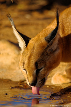 bigcatkingdom:  Caracal Drinking (by sebastien.campion)