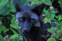 llbwwb:  Silver Fox (by Zircon_215) 