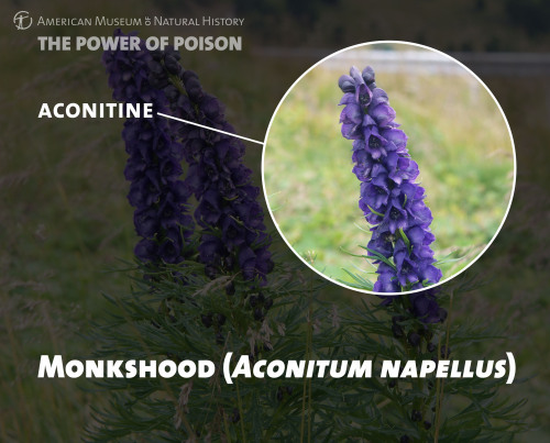 amnhnyc:Poison Profile Name: Monkshood  (Aconitum napellus and Aconitum vulparia)Also Known As: Wolf