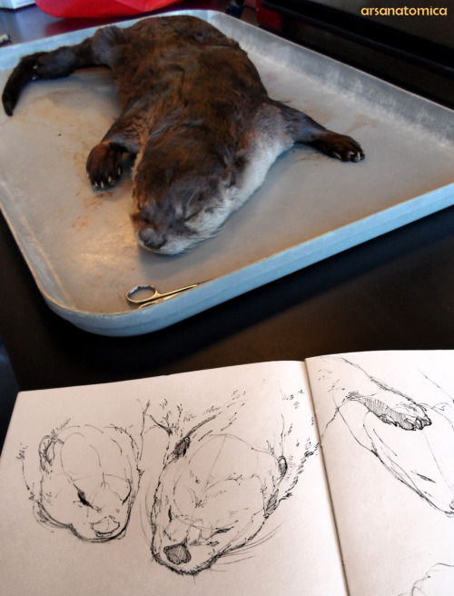 arsanatomica:Making drawings of an otter. This little girl died at a sanctuary and was borrowed from