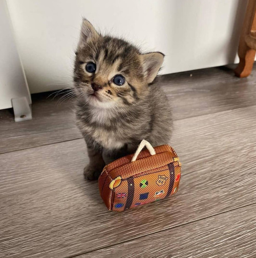 babyanimalgifs:  Just a cute baby kitten
