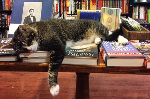 chroniclebooks: 15 Bookstore Cats You’ll Want to Cuddle With