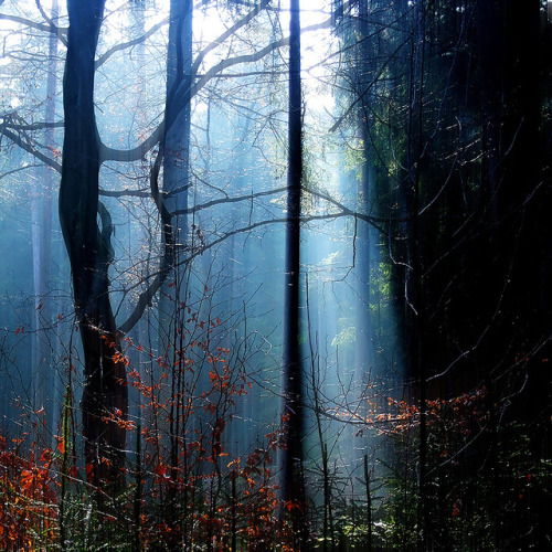 a forgotten misty forest photo by ♦ Peter &amp; Ute Grahlmann ♦ on Flickr.