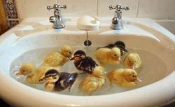 awwww-cute:  Ducklings having a bath