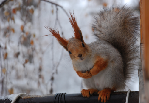 nubbsgalore: red squirrels in winter. photos by (click pic) chris sharratt, meder.k, jules cox, kim