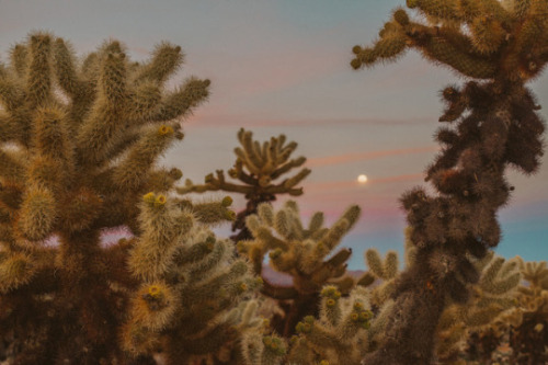 bodegahighlife:Joshua Tree Moonrise, @julianajohnsonphoto