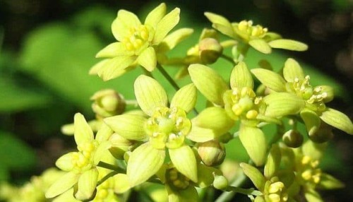 Blue Cohosh Root - Uses and Benefits Blue cohosh was once used extensively as a medicinal herb by se