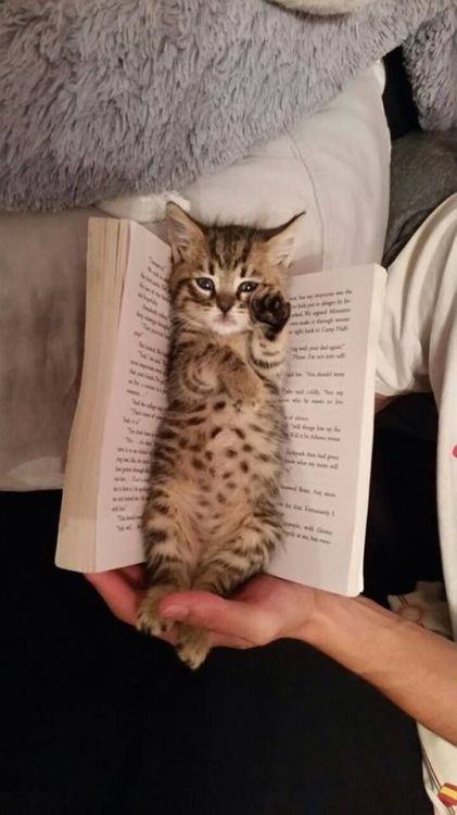 trasemc:cats and books!! i love it!