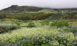 agavex-photography:   Kollafjörður Bay,