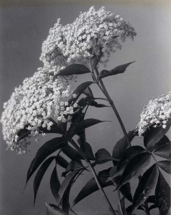 Whateverisrealised:  Sambucus Canadensis. Common, Sweet, Or American Elder - Edwin