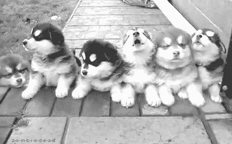 san-likes-ashitaka:  LET THE PUPPY/KITTY PARTY START 