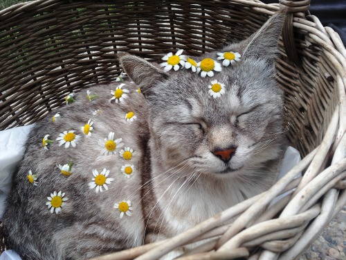 Porn photo coltre:  I covered my cat in flowers 