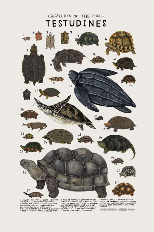 sosuperawesome:  Animal Species Illustration Posters by Kelsey Oseid on Etsy More like this  