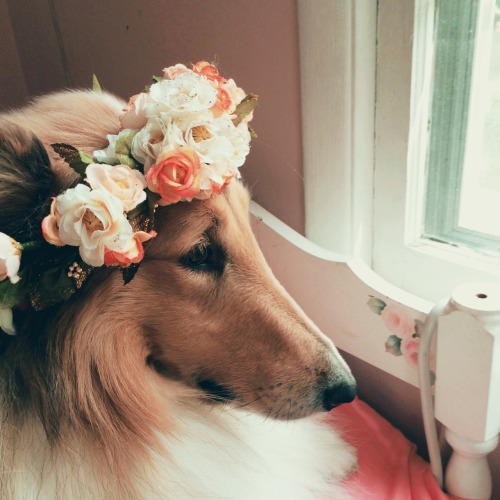 boyphowdy:Little Queen