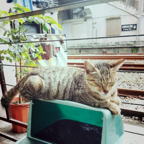 Houtong Village in Taiwan is famous for having lots of stray cats. (wiki)