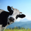 the-flying-cow