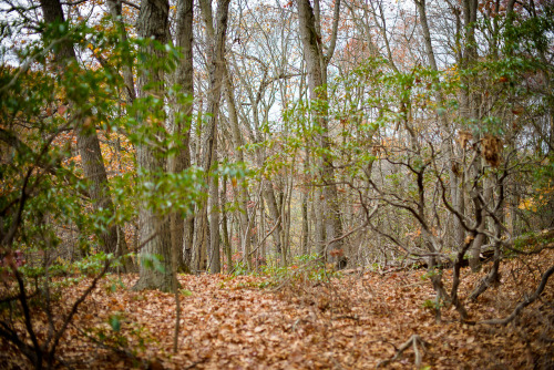 cold spring harbor