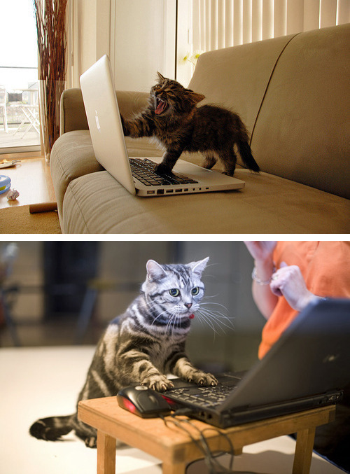 tastefullyoffensive:  Cats Using ComputersPreviously: porn pictures