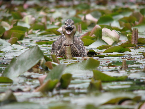 There&rsquo;s a duckling hiding somewhere in this picture.