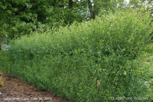 How amazing are living willow fences, I wish they worked on our farm but I doubt it with the heat we