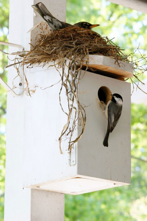 becausebirds:These birds have mastered the art of cohabitation.