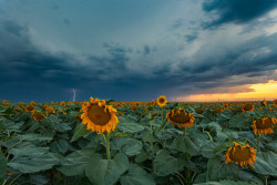 ungatodeacid:   Sunflower fields in Denver, Colorado as a storm rolls in. [2000 x 1333] [OC] 