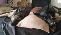 My babies being bros and sharing a pillow