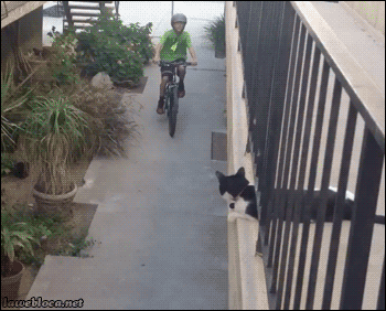 betarev3:  pedalfromhell:  “HIGH FIVES”  Dude…..