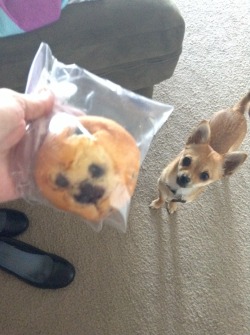 hatesful:  my blueberry muffin looks exactly like my dog I’m gonna cry
